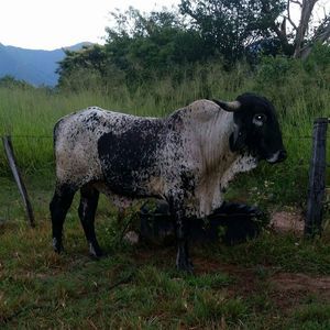 Meet your Posher, Ramon